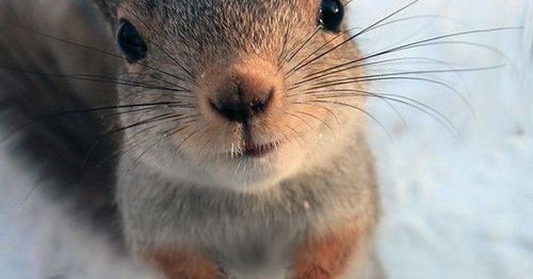 Cutecatsworld's tweet photo. https://t.co/CivZr3HHR1 https://t.co/4V39IOp37a #Cat #lolcat https://t.co/XMVz18QLa7