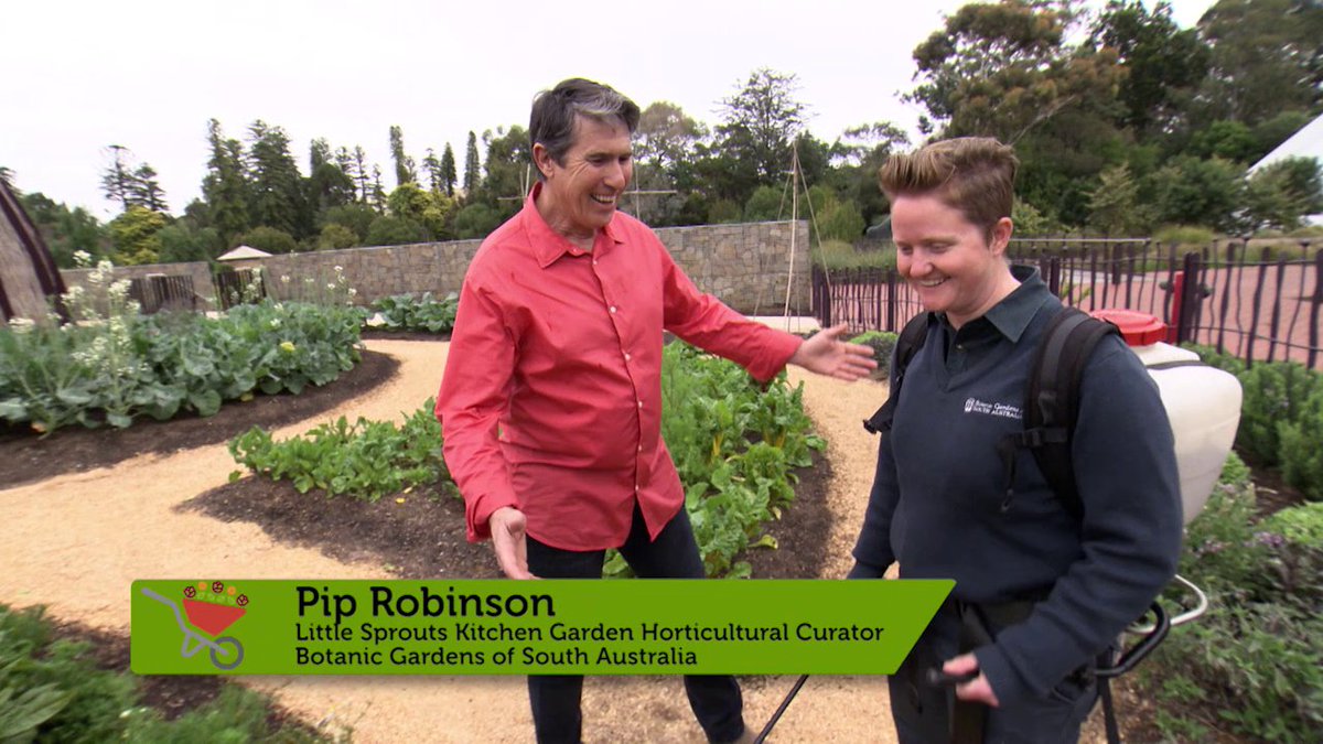 BotGardensSA's tweet image. South Aussies - watch "In the Garden with Kim Syrus" this Sunday 2 October (4:30pm) on Channel 9 to see our #LittleSprouts team in action!