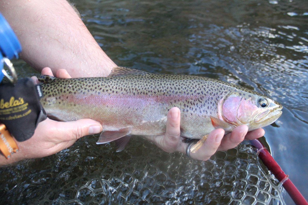 DiscoverDeckers's tweet photo. Great Fall #Coloradoflyfishing in Decker's, Colorado. #Cabinrentals, camping, hiking, rock climbing, tubing, rafting https://t.co/cES3BopqYU