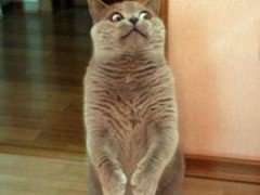 955KLOS's tweet photo. This will be my face walking through #HalloweenHorrorNights tomorrow night! #scaredycat #NotACatMeme-Melissa https://t.co/8cK3UgmzNb