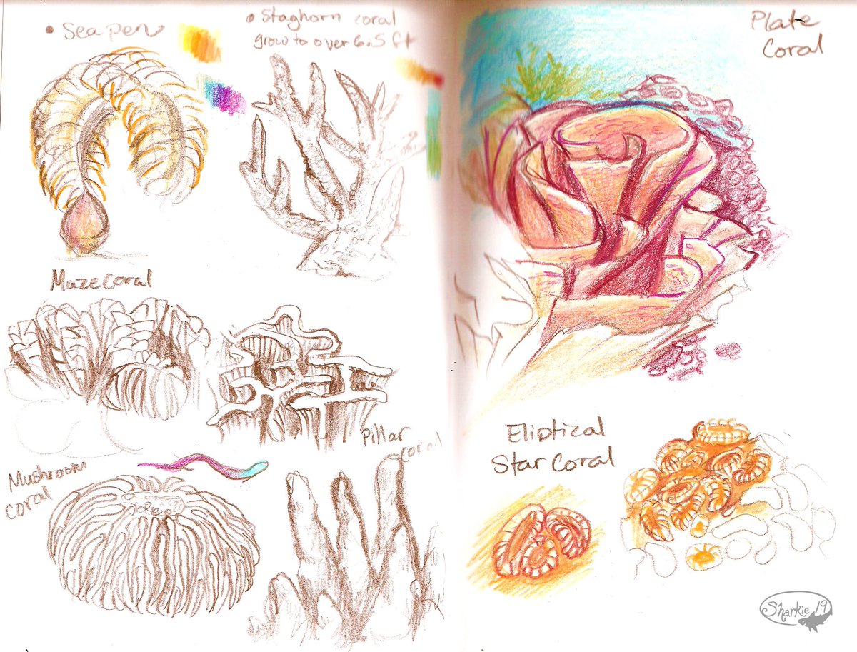 Vera and Noah again and some coral sketches. 