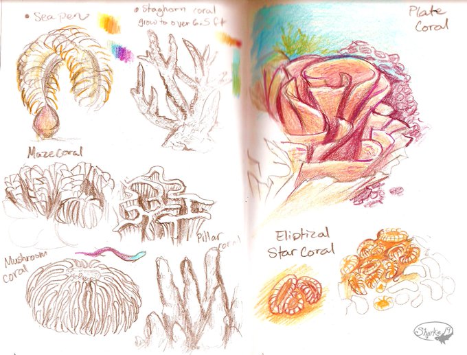 Vera and Noah again and some coral sketches. 