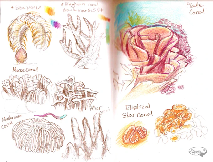 Vera and Noah again and some coral sketches. 