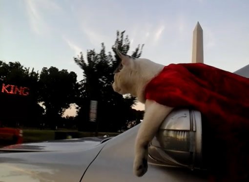 SuperKitty4Pres's tweet photo. #LOOK - even the #Signs #know I'm #Presidential !! #cats #Cars #Pets #love #MakeAmericaLove #FallonTonight @jimmyfallon #Election2016 #News https://t.co/zc3M4V25y4