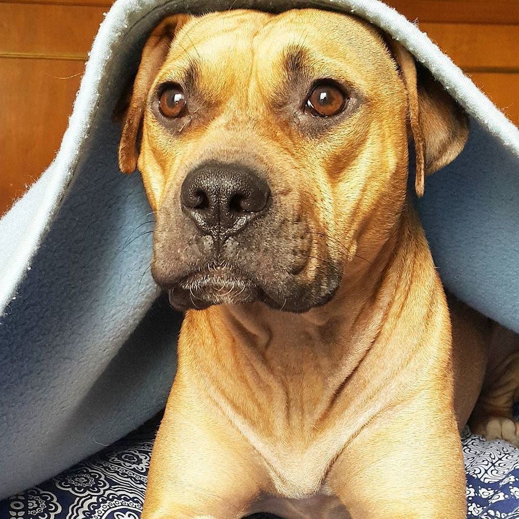 perrosdearg's tweet photo. https://t.co/MNJnwR9vBZ "Hola!! Ella es china, la adopte del refugio zaguates hace un año. La encontraron en la vi… https://t.co/zwPCCsKnjv