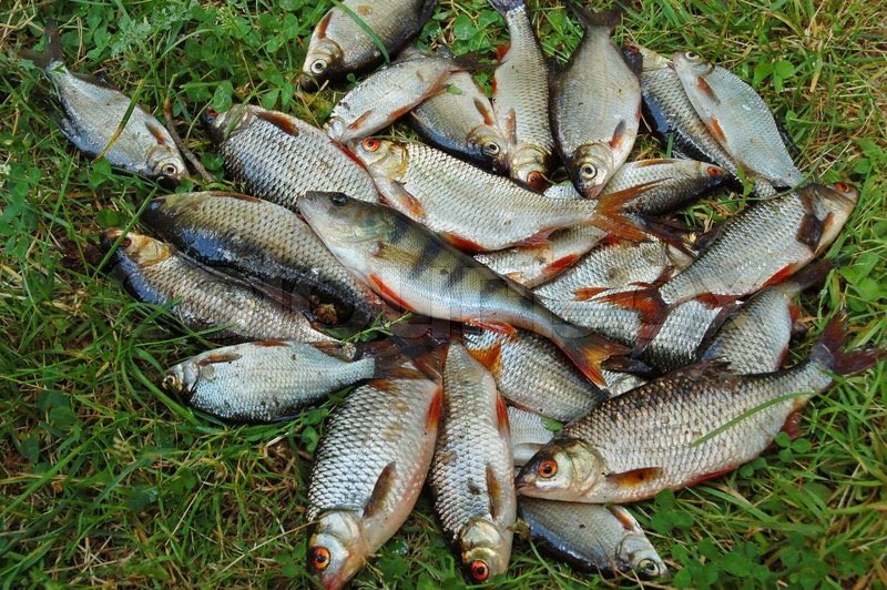 _FinessePapa's tweet photo. 10. We eatin good tonight boys😍🍴🐟 We fryin all this🔥 https://t.co/EEcjye41Pf
