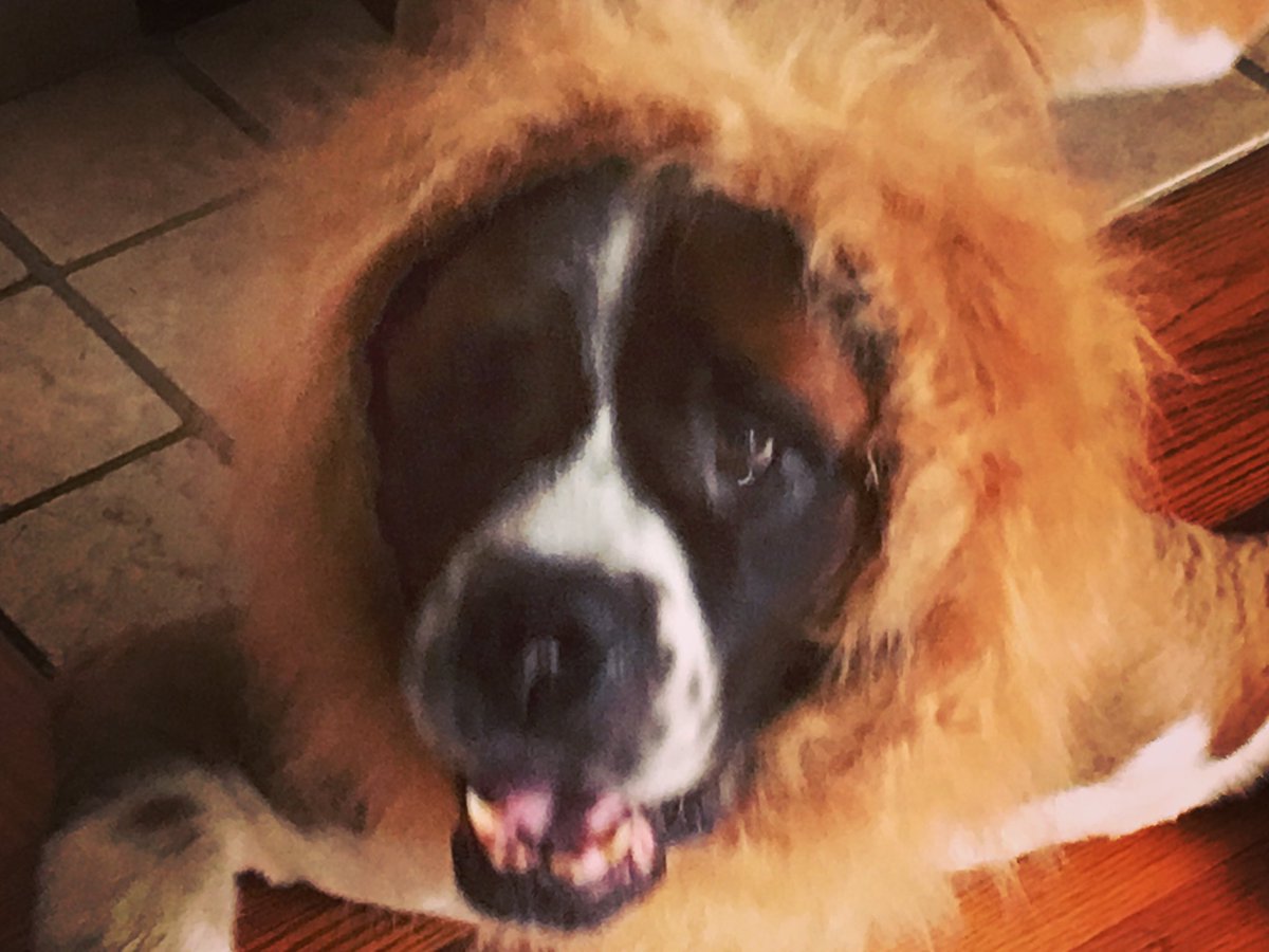 Ready for #Halloween....just waiting on the Tin Man and Scarecrow! 🎃🦁🐶