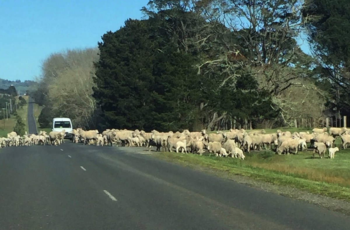 stdunstan's tweet photo. I’d rather face this once a week than drive the M25 each day. #happytrafficproblem #Mt Egerton #mydrivetowork. https://t.co/HO6uS6n06F