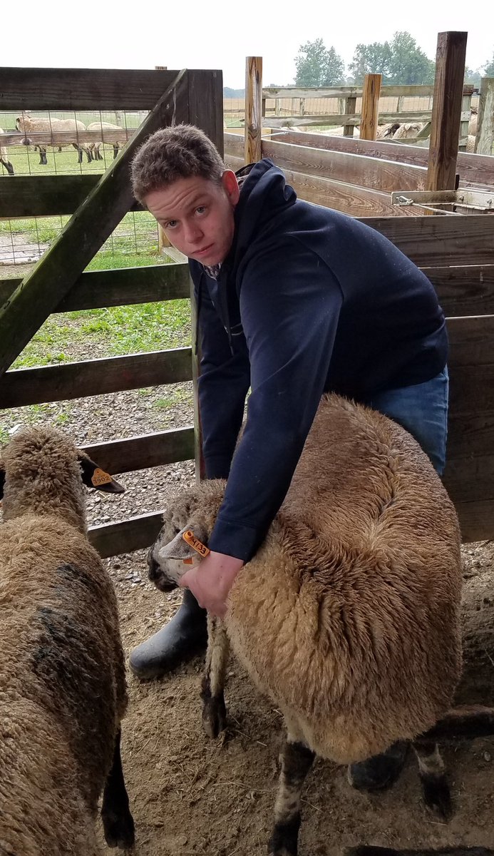 StuffLindenSays's tweet photo. A sheep you say? Nope. Haven't seen a sheep.
#osuati #littlebillpeepssheep #lostsheepfound https://t.co/6lU5kO0DmO
