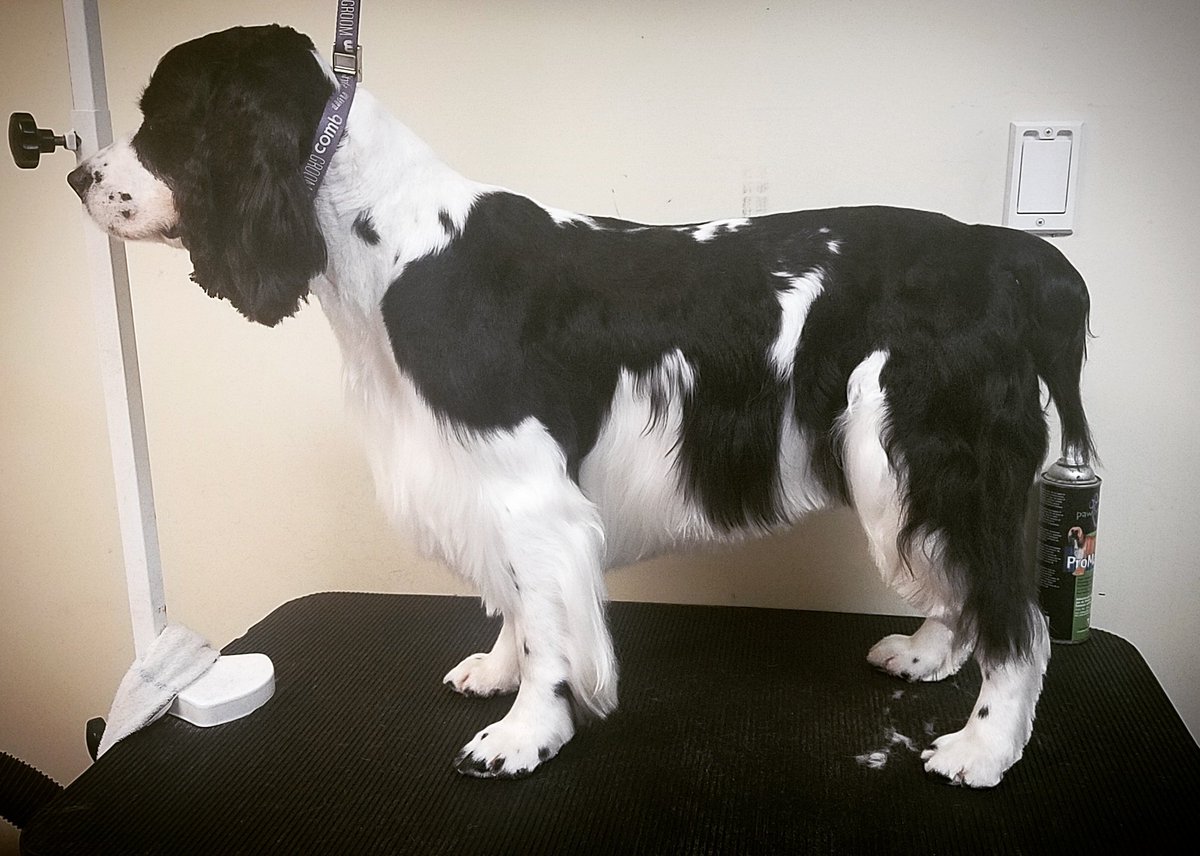 StitchMyStars's tweet photo. Bandit #EnglishSpringerSpaniel #Springer #Spaniel  #DogGrooming #Groomer #Dog #MelissaVerplank #NotesFromTheGroomingTable #PocketNotes https://t.co/KsxeVDm8Oi