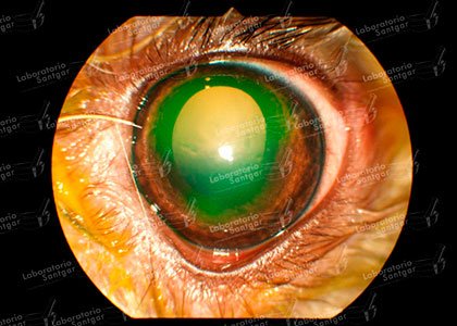 Lab_Santgar's tweet photo. ¿Cuáles son las Enfermedades frecuentes en los ojos de los animales? https://t.co/Jq2o6NGxD6 https://t.co/qTeTxJ2iNF