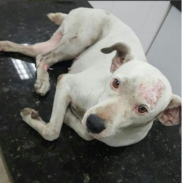 FAPRANIANZ's tweet photo. Necesita hogar temporal para su post operatorio ya q fue atropellada fracturando su pata n 4partes,tiene apadrinamiento,nort-anz 04128410469 https://t.co/iq4VPo0Y1H