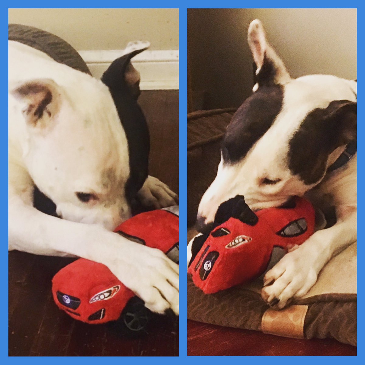 kateykate_'s tweet photo. @subaru_usa "Subaru loves pets. Pets love Subaru." ❤️❤️ https://t.co/w0z9s7vcwc