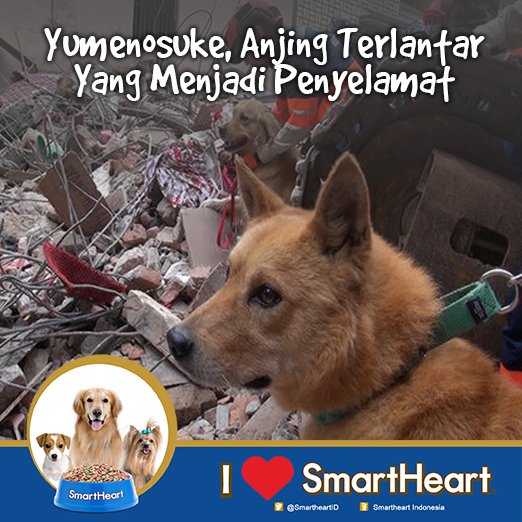 SmartHeartID's tweet photo. Saat badai menghantam kota Hiroshima seekor anjing terlantar ditemukan oleh tim penolong. #SHWorld (1/7) https://t.co/23uQqOJAWo