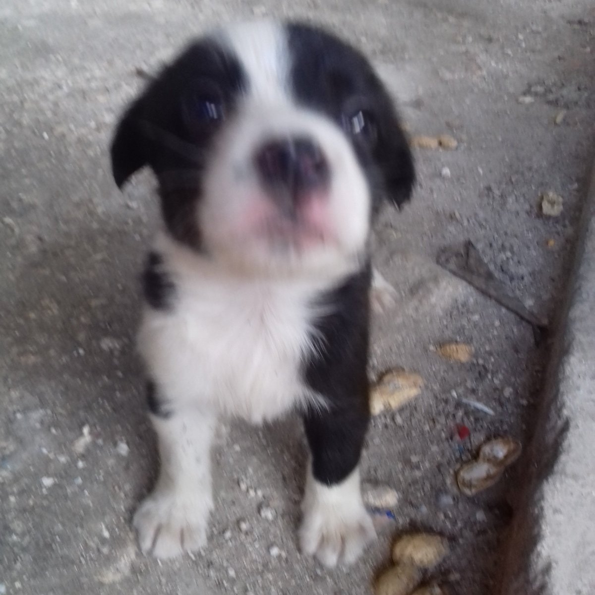 AriasLeon18's tweet photo. Mi baby presioso 🐶
Tkm Goliat😇 https://t.co/msTvZsEV20