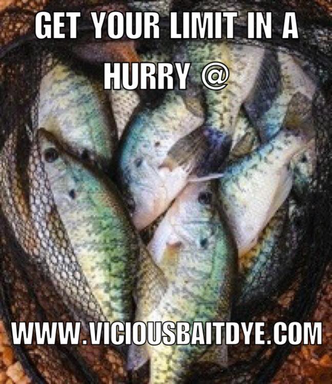 Who's ready for Fall Crappie Fishing!? <a href="/ViciousBaitDye/">Vicious Bait Dye</a> / #livebaitfishing / #crappie