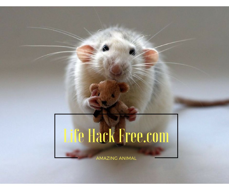 27 Cute Rate Pictures Which Make You Feel Amazing
bit.ly/2cMGmW5