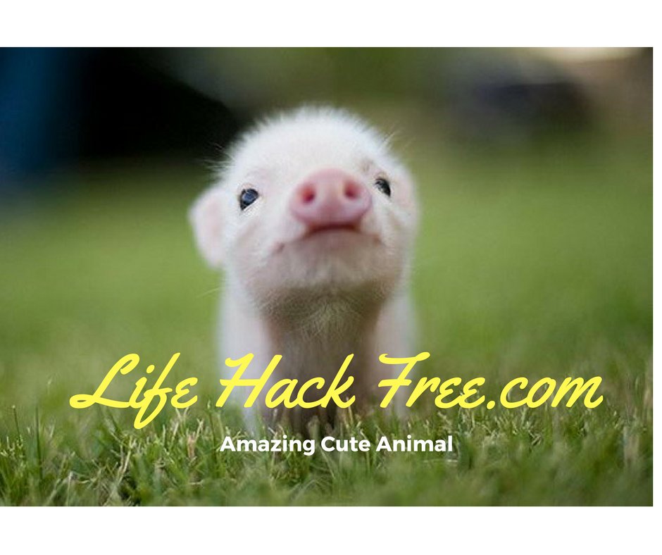 Cute Animal Baby Which Will Get You Very Surprised
bit.ly/2cMGmW5