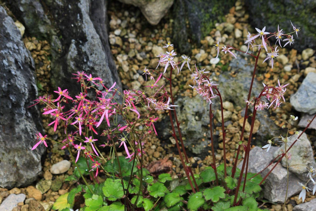 咲くやこの花館 高山植物室にて ダイモンジソウ がひかえめに咲いています ピンク色は園芸品種です 名前の由来は花 の形が漢字の 大 に似ている事からきています 花言葉は 自由 好意 恋の訪れ なんともいえない繊細さがたまらないですね