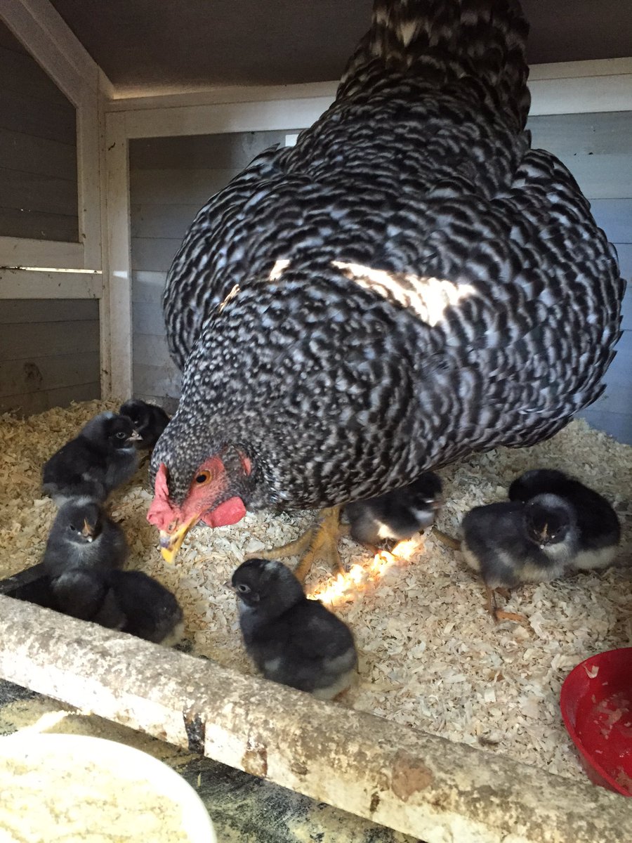 JustLabor's tweet image. Don't you want to stand out from the flock? #eldoradocounty #Oakland #Sf be the Mother Hen for your business!