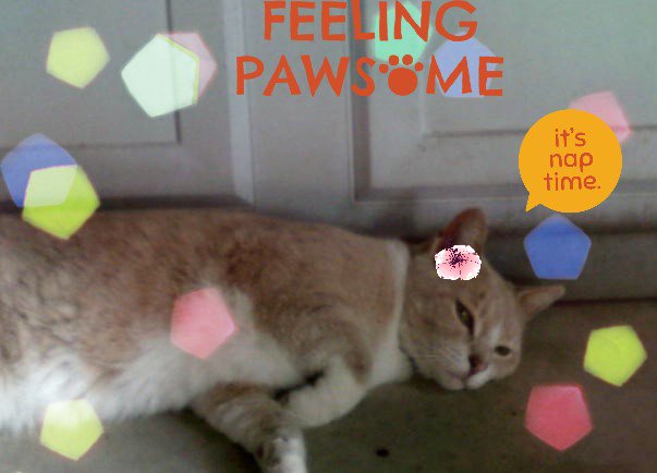 FancytheCat1's tweet photo. I'm adorbs https://t.co/yYFsLcitIG