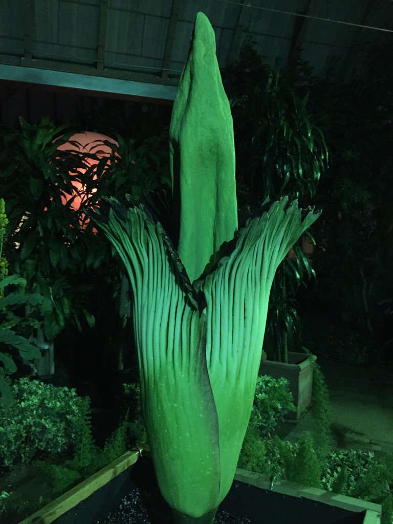 tim_pollak's tweet photo. One year ago today, this was happening at the CBG. Alice the Amorphophallus #titantim #corpseflowers #chicagobotanic https://t.co/7n9iRl88bo