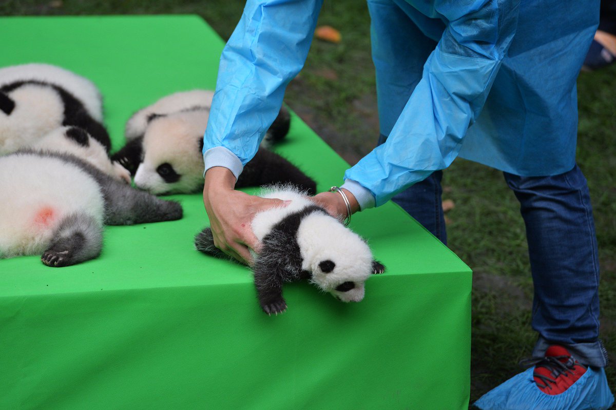 CGTNOfficial's tweet photo. 23 panda cubs make their public debut in Chengdu, Sichuan Province, home to China's giant pandas https://t.co/uQdoFU0myC