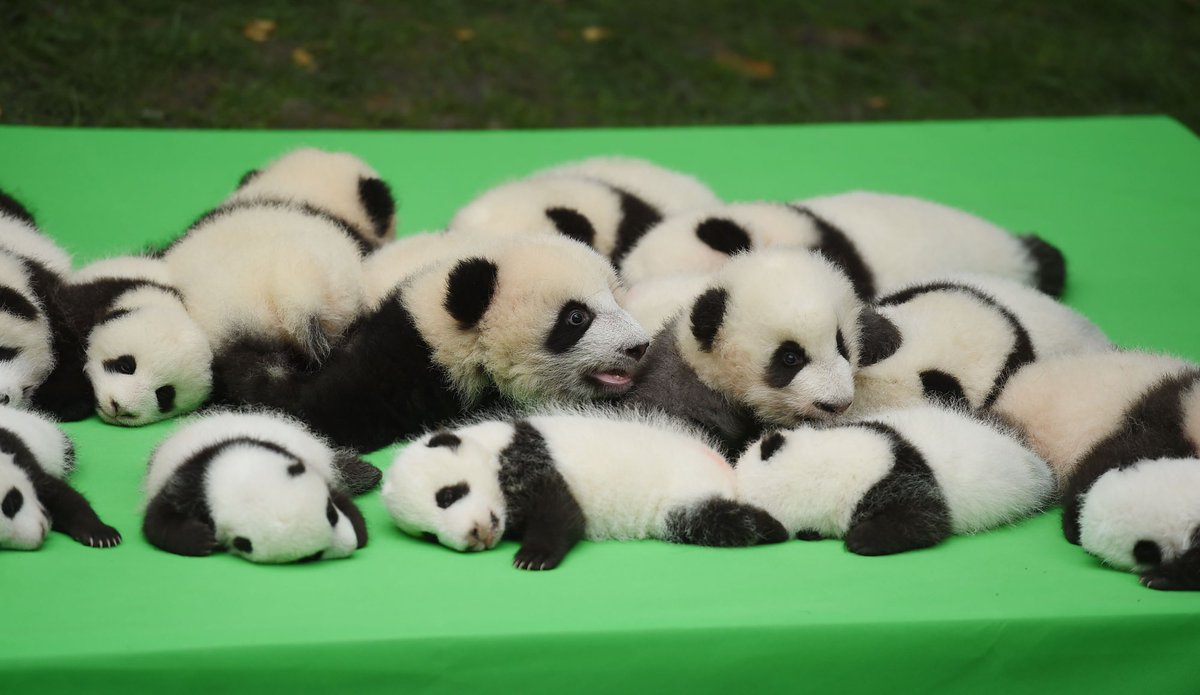 CGTNOfficial's tweet photo. 23 panda cubs make their public debut in Chengdu, Sichuan Province, home to China's giant pandas https://t.co/uQdoFU0myC