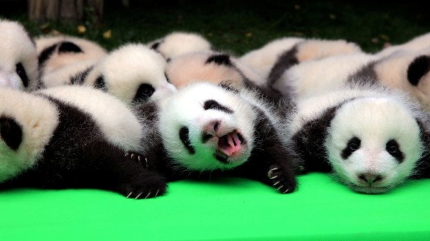 BuzzFeedNews's tweet image. Here Is A Baby Panda Falling Off A Stage, Because It’s Friday
buzzfeed.com/rosebuchanan/h…