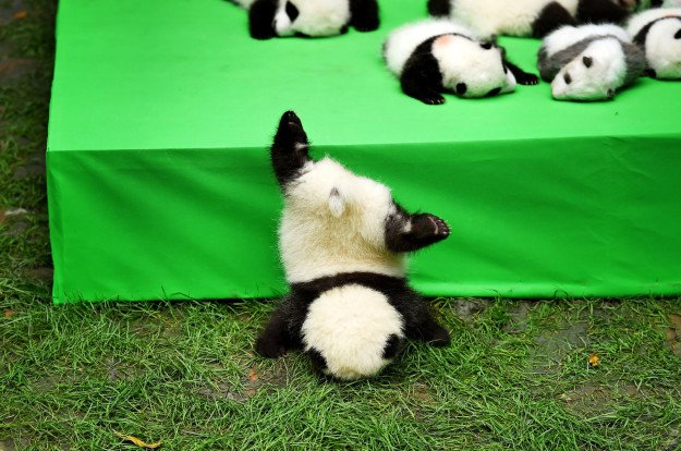 BuzzFeedNews's tweet image. Here Is A Baby Panda Falling Off A Stage, Because It’s Friday
buzzfeed.com/rosebuchanan/h…