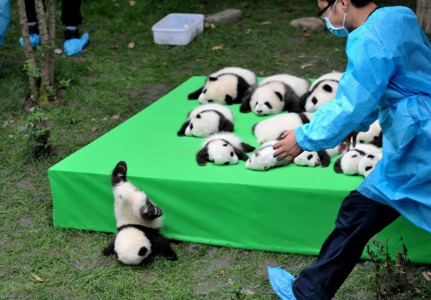 BuzzFeedNews's tweet image. Here Is A Baby Panda Falling Off A Stage, Because It’s Friday
buzzfeed.com/rosebuchanan/h…
