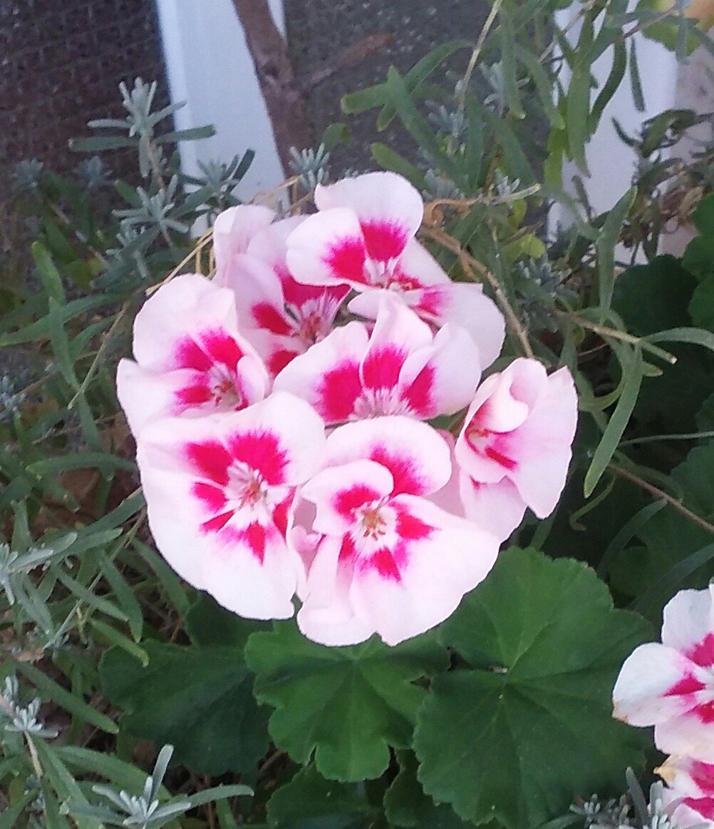 FOR__Education's tweet photo. #ISFFamily #ISFCommCrews @ISFCrews @IS_Foundation 
Enjoy the weekend, go out if you can, appreciate #MotherNature 🌳🍁🌾🌻🐝🐦🐇🐟 https://t.co/GqC9sUljMk