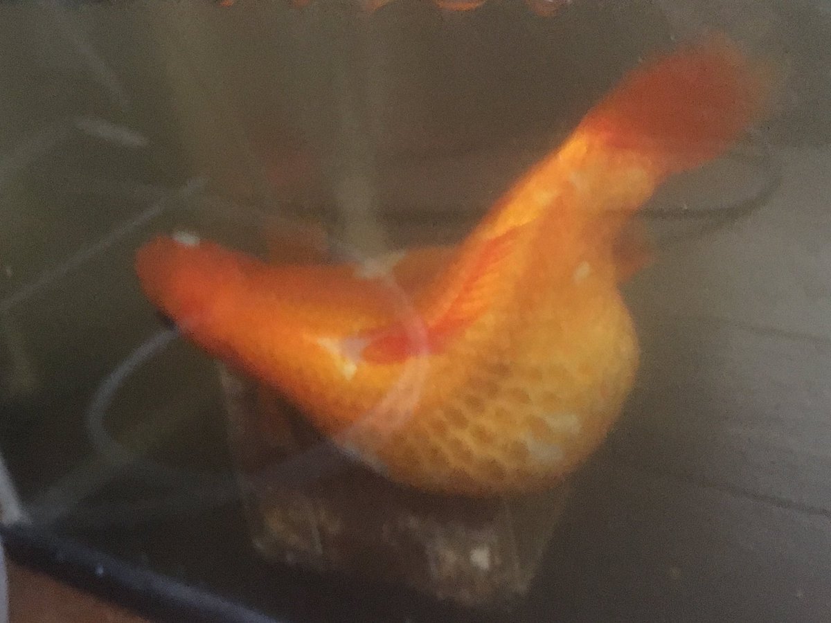 めろ Pa Twitter ふえええええん W この前ツイートした内蔵肥大する もう治らない病気の金魚ちゃん ついに死んでしまった 10年以上我が家で生きてたご長寿さん でした まだ同じ10年以上生きてる金魚と その子供もいるけど年々減ってるなぁ ちょっと めろ Pa Twitter ふえええええん W この前ツイートした内蔵肥大する もう治らない病気の金魚ちゃん ついに死んでしまった 10年以上我が家で生きてたご長寿さん でした まだ同じ10年以上生きてる金魚と その子供もいるけど年々減ってるなぁ ちょっと