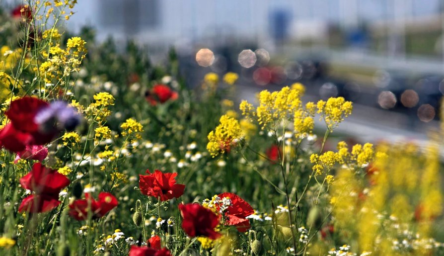 #HoneyHighway: bloemen langs de nieuwe A4 die bijen van voedsel moeten voorzien. Wellicht binnenkort een Westlandse langs de #Veilingroute?