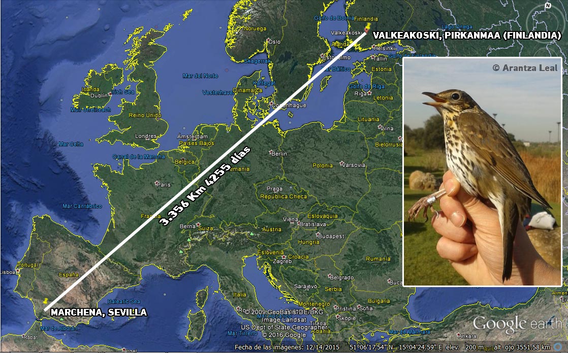 AnillamientoSEO's tweet photo. Lots of #Finnish #SongThrush winters in #Spain, sadly some of them are shot. #RecoveryOfTheWeek, hatched at #Valkeakoski shot 11 years later https://t.co/2lNDHKfgYj