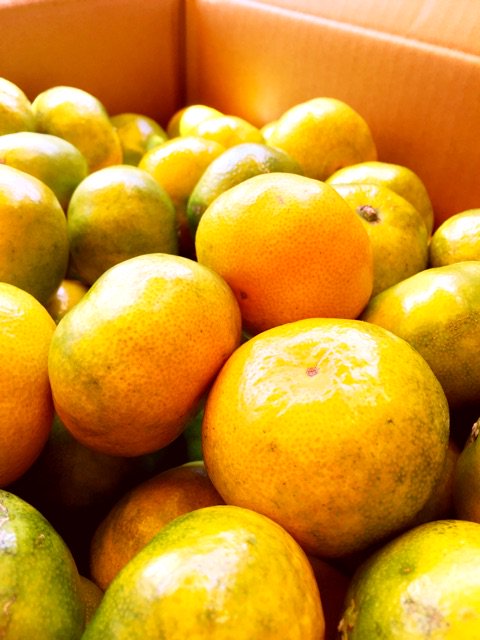 ブログを更新しました。 『西浦みかん』
ameblo.jp/39fruits/entry…
#日南
#西浦
#アメブロ