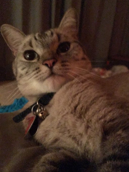 Passive-aggressive kitty 😂 #Gaius #HeIsNotAmused https://t.co/quqZOXw05i<a href="/tag/gaius"class="tags">#Gaius</a><a href="/tag/heisnotamused"class="tags">#HeIsNotAmused</a>