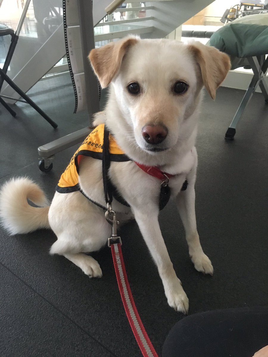 福 日本聴導犬協会 ぜひ送っていただけますか 以下の物品が不足しております 元保護犬からの聴導犬育成に暖かなお力添えをいただると嬉しいです ペットシーツ 柔軟剤 ハンドソープ 書き損じハガキ 未使用の切手 送っていただけた方には犬からの 福 日本聴導犬協会 ぜひ送っていただけますか 以下の物品が不足しております 元保護犬からの聴導犬育成に暖かなお力添えをいただると嬉しいです ペットシーツ 柔軟剤 ハンドソープ 書き損じハガキ 未使用の切手 送っていただけた方には犬からの