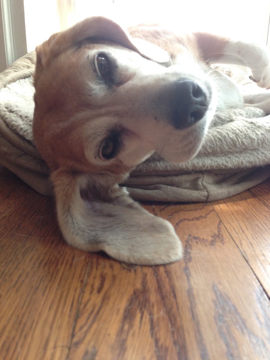 Aheidish's tweet image. Now here&apos;s a picture of Maggie the Beagle, who&apos;s singularly unimpressed by any of it. :) #keepsmehumble #sleepypuppy #velvetyears