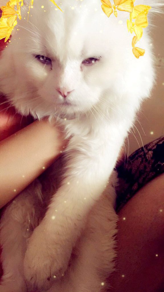 7awra_n's tweet photo. @MrCreepyPasta0 meet my best friend for 1 year now, this is Anubis ☺️ https://t.co/oI105hmWYW