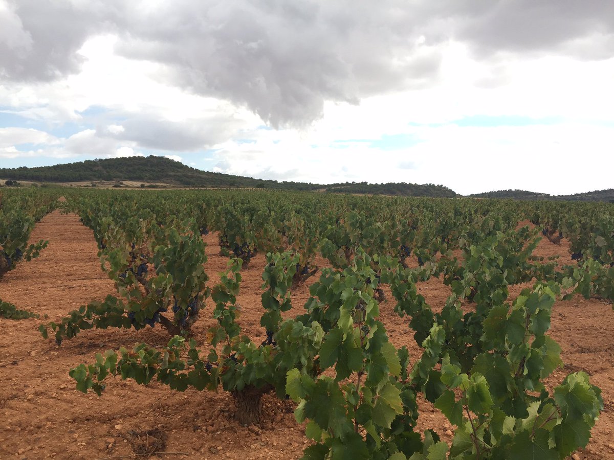 BodegasLuzon's tweet photo. ¡Buenos días! Hoy revisamos los viñedos del Paraje de Barahonda, a más de 830 metros de altitud https://t.co/nCIKG4SNub