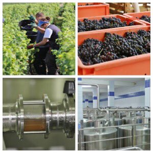 Ericwit's tweet image. Het proces in beeld: oogst in de champagnestreek