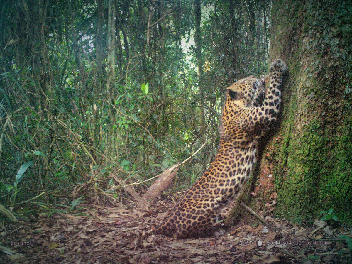 TNGGP_3Bogor's tweet photo. Macan Tutul Jawa populasinya semakin berkurang, mari kita sama-sama membantu menjaga alam&amp;jangan coba untuk menangkapnya #SaveMacanTutulJawa https://t.co/ItXURoX44s
