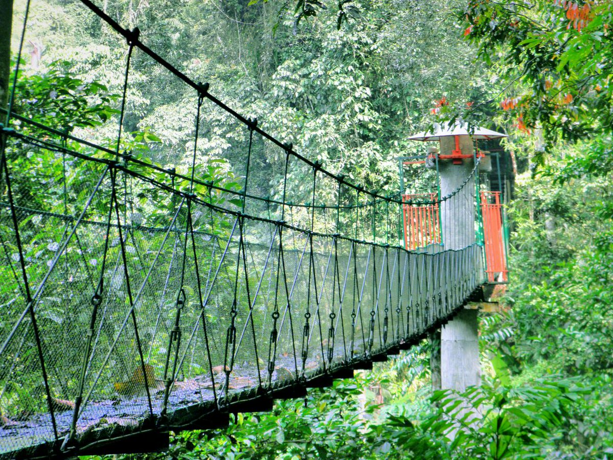 TNGGP_3Bogor's tweet photo. Ngapain jauh-jauh ke Cibodas buat bisa naik Canopy Trail. Mendingan ke Pusat Pendidikan Konservasi Alam Bodogol saja. Lokasinya di Lido. https://t.co/gwx0ZR7pSF