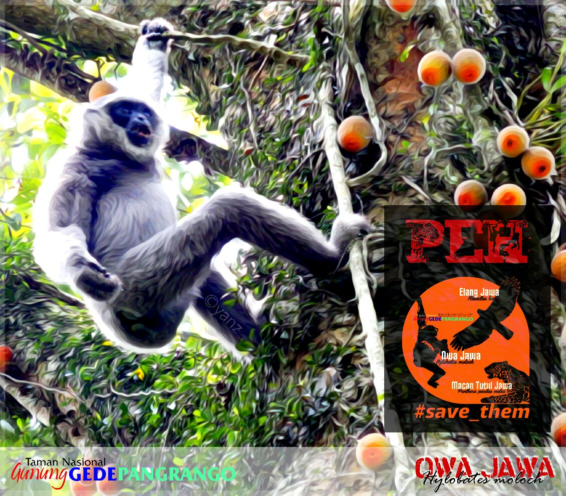 TNGGP_3Bogor's tweet photo. Owa Jawa merupakan primata khas Pulau Jawa yg berada di TNGGP. Owa Jawa identik dengan simbol kesetiaan pada pasangannya #SaveOwaJawa https://t.co/IeAjp7bV1t