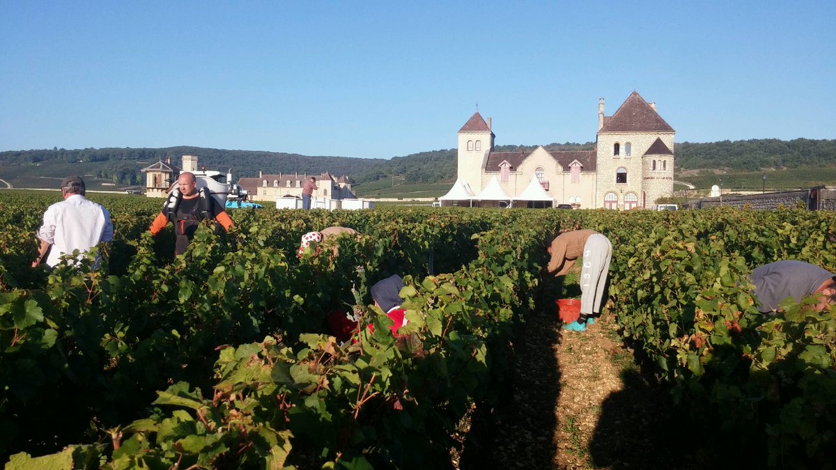 #vendanges2016 autour du <a href="/ChtClosVougeot/">Château Clos Vougeot</a> par une belle journée d'automne en #Bourgogne.
