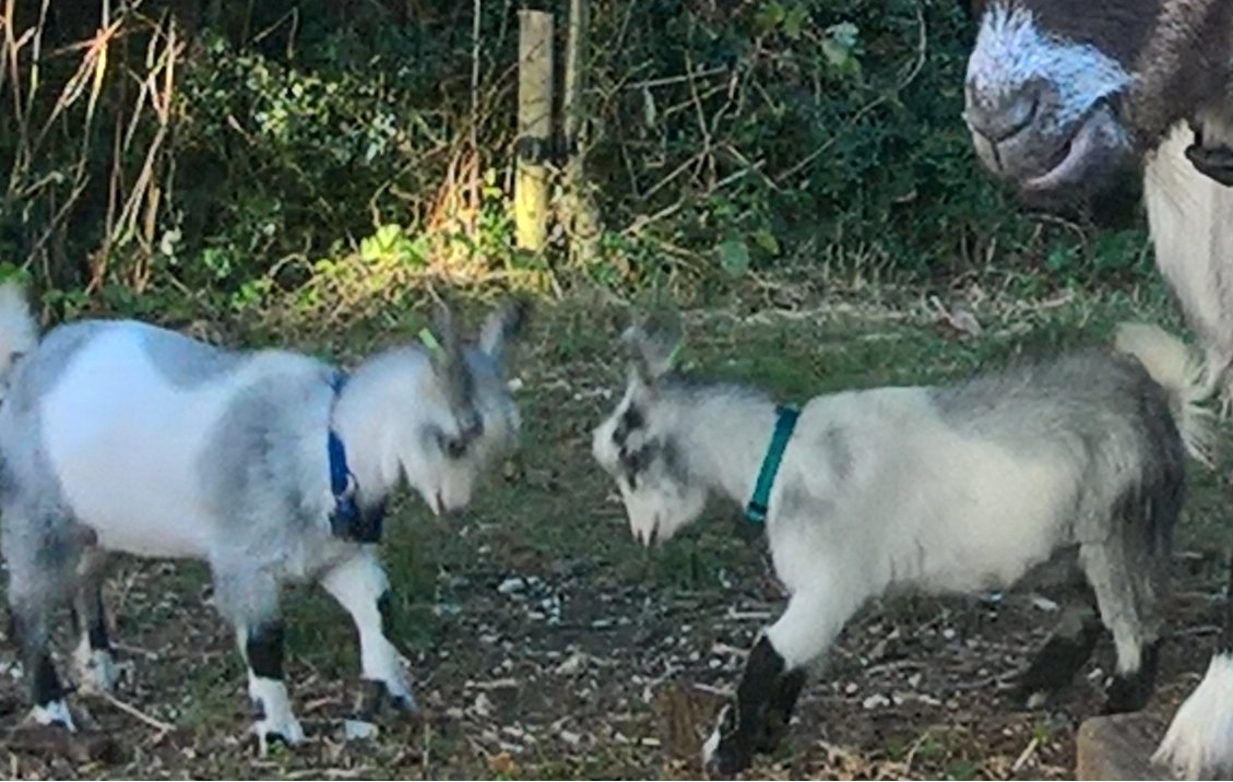 varndeangoats's tweet photo. Who remembers that classic party game "Pass the invisible orange?" #retrogoats https://t.co/Ks427c9wP4