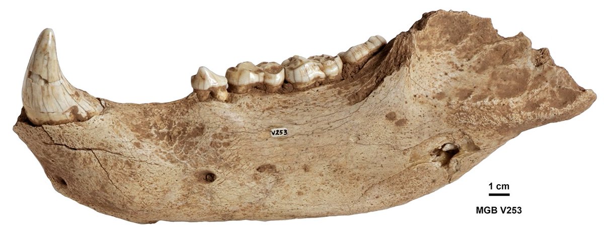 Ursus spelaeus from the Quaternary of Cova del Toll, Barcelona,Spain #FossilFriday #VillaltaCollection #MCNB #Barcelona photo by <a href="/jovidalfu/">Jordi Vidal F.</a>