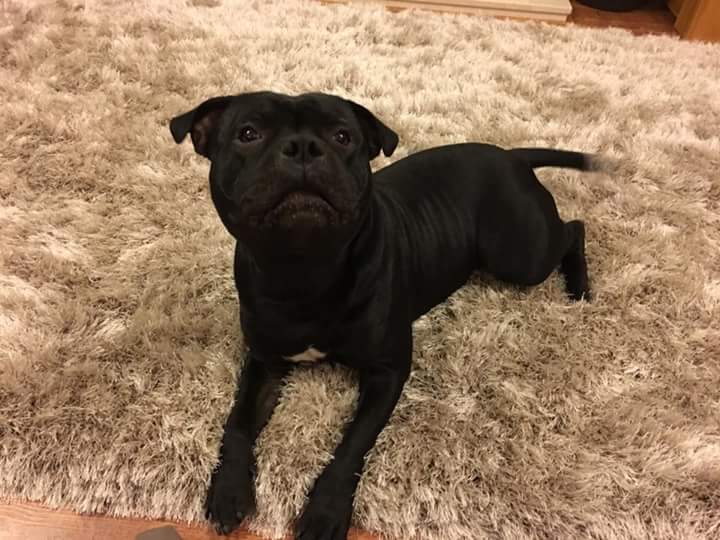 AuctionsSupport's tweet photo. Yes boy we do list pet supplies look on https://t.co/HISRUwEAqr https://t.co/BDiwI6bJhL
