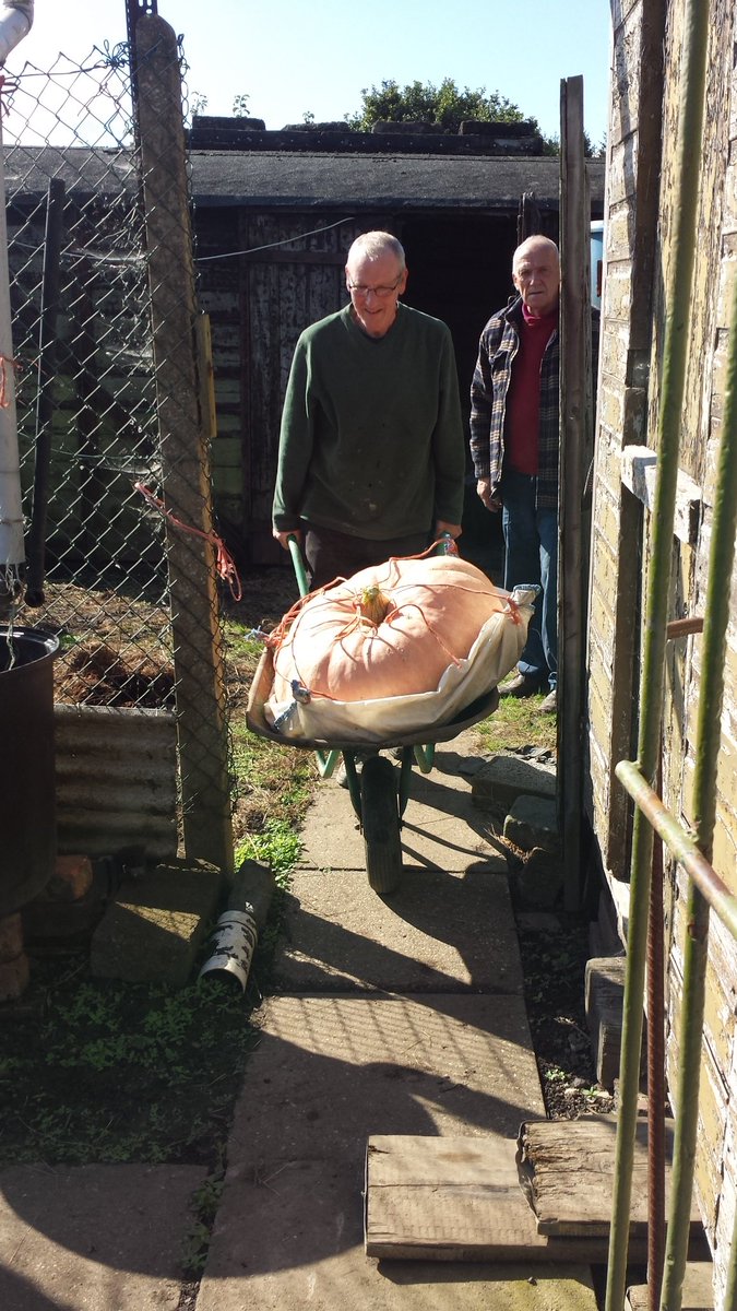 BramptonMarket's tweet photo. Oh my gourd-how to move the world's largest pumpkin? Guess its weight this wkend @chatsrdfestival @SFourtyLocal in aid of @Ashgate_Hospice https://t.co/6uZBGCxNbZ